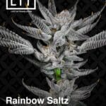 Rainbow Saltz (Feminized) - LIT Farms