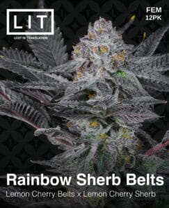 Rainbow Sherb Belts (feminized) - Lit Farms