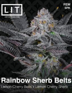 LIT Farms -Rainbow Sherb Belts {FEM} [6pk] *PREORDERLIT Farms - Rainbow Sherb Belts {FEM} [6pk]
