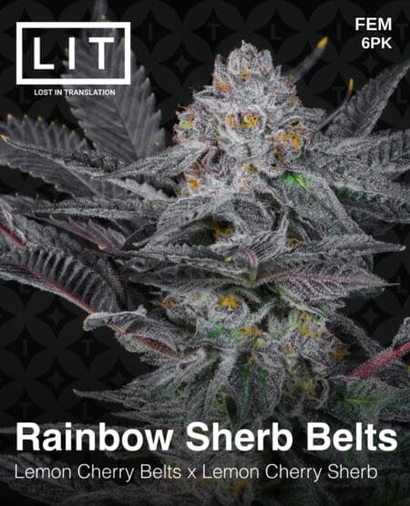 Lit Farms - Rainbow Sherb Belts {fem} [6pk]