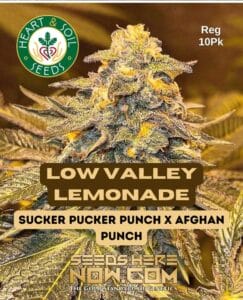Low Valley Lemonade (regular) - Heart & Soil Seeds