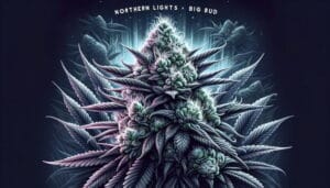 Northern Lights X Big Bud Strain Review: A Pairing Of Classics – Northern Lights x Big Bud Strain Review: A Pairing of Classics
