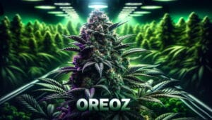 Oreoz Strain Review: A Decadent Cannabis Experience – Oreoz Strain Review: A Decadent Cannabis Experience
