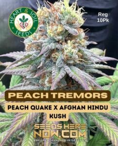 Peach Tremors (regular) - Heart & Soil Seeds