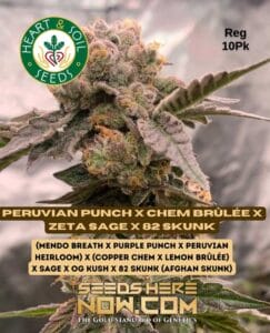 Peruvian Punch X Chem Brûlée X Zeta S.a.g.e. X 82 Skunk (regular) - Heart & Soil Seeds
