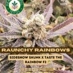 Raunchy Rainbows (Regular) - Heart & Soil Seeds
