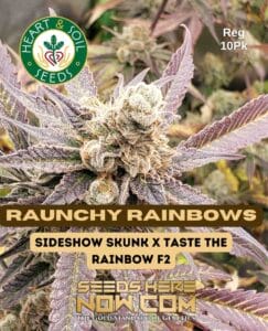 Raunchy Rainbows (regular) - Heart & Soil Seeds