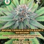 Skunk Tamale x Zeta S.A.G.E. x 82 Skunk (Regular) - Heart & Soil Seeds