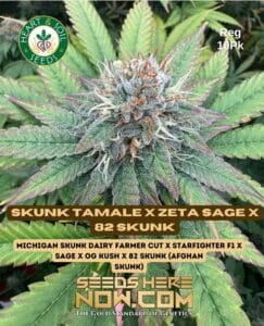 Skunk Tamale X Zeta S.a.g.e. X 82 Skunk (regular) - Heart & Soil Seeds