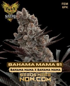 Bahama mama s1 (feminized) - solfire gardens