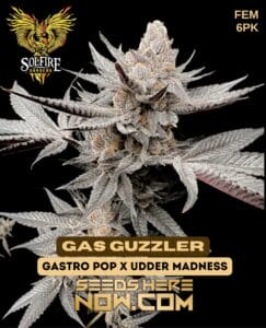 Gas guzzler (feminized) - solfire gardens