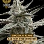 Giggle Gas (Feminized) - Solfire Gardens