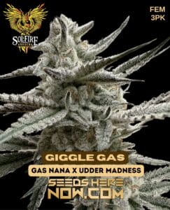 Giggle Gas (Feminized) - Solfire Gardens
