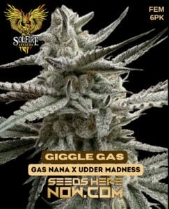 Giggle gas (feminized) - solfire gardens