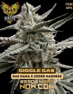 Solfire Gardens - Giggle Gas {FEM} [6pk]Solfire Gardens - Giggle Gas {FEM} [6pk]