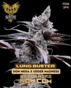 Lung buster (feminized) - solfire gardens