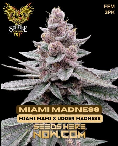 Solfire Gardens - Miami Madness {fem} [3pk]