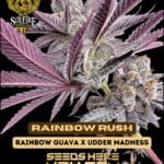 Rainbow Rush (Feminized) - Solfire Gardens