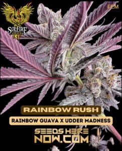 Rainbow Rush (Feminized) - Solfire Gardens