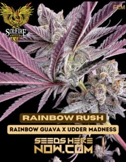 Solfire Gardens - Rainbow Rush {FEM}Solfire Gardens - Rainbow Rush {FEM}