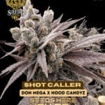Shot Caller (Feminized) - Solfire Gardens
