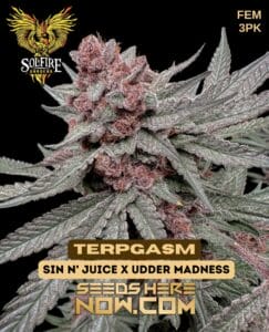 Terpgasm (feminized) - solfire gardens