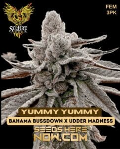 Yummy Yummy (feminized) - Solfire Gardens