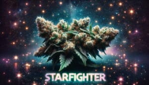 Starfighter Strain Review: A Stellar Hybrid – Starfighter Strain Review: A Stellar Hybrid