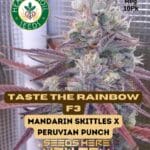 Taste the Rainbow F3 (Regular) - Heart & Soil Seeds