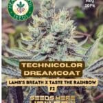 Technicolor Dreamcoat (Regular) - Heart & Soil Seeds