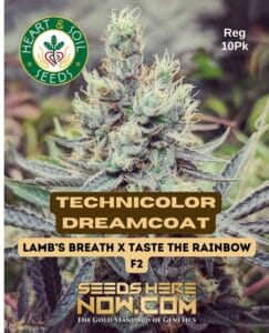 Technicolor Dreamcoat (regular) - Heart & Soil Seeds