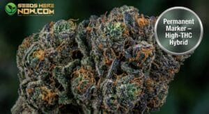 Permanent Marker strain dried cannabis buds with dense structure, heavy trichomes, and orange pistils