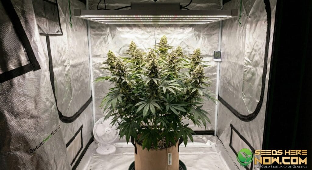 Permanent Marker strain cannabis plant growing in indoor tent setup with LED lights