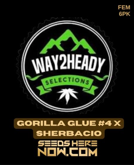 Way2heady Selections - Gorilla Glue #4 X Sherbacio {fem} [6pk]