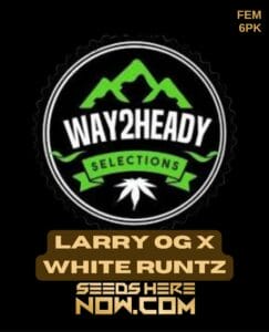 Larry Og X White Runtz (feminized) - Way2heady Selections