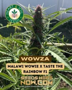 Wowza (Regular) - Heart & Soil Seeds