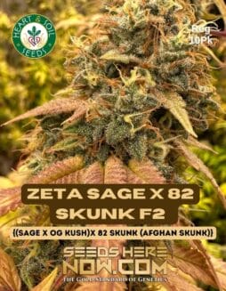 Heart & Soil Seeds - (Zeta SAGE x 82 Skunk) F2 {REG}zeta-SAGE-x-82-Skunk-F2