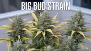 Big Bud strain
