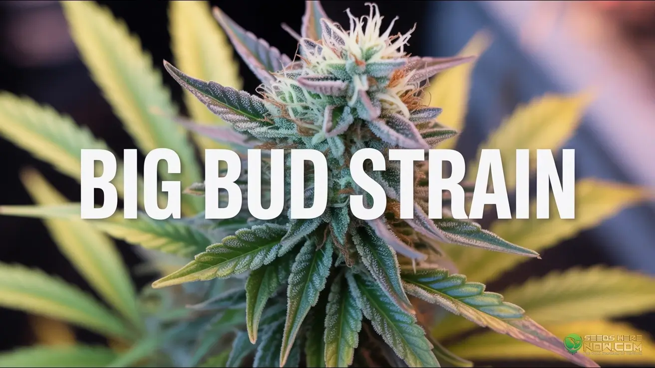 Big Bud Strain Review: The Legendary High(space)Yielder cannabis seeds – Seeds Here Now