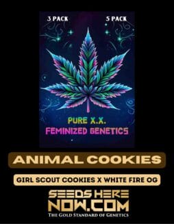 Pure XX - Animal Cookies {FEM}