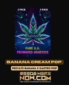 Banana Cream Pop S1 (feminized) - Pure Xx