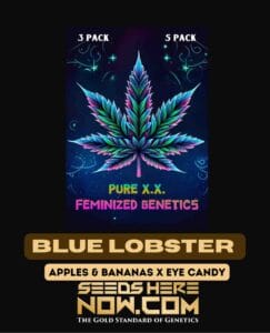 Blue Lobster S1 (feminized) - Pure Xx