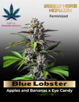Blue Lobster S1 (Feminized) (space) Pure XX