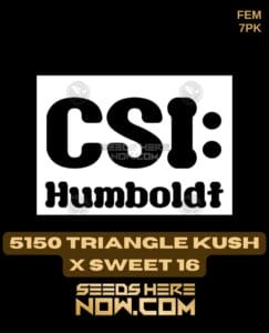 5150 Triangle Kush X Sweet 16 (feminized) - Csi Humboldt