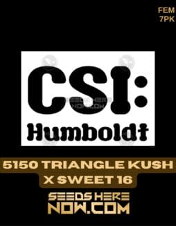 CSI Humboldt - 5150 Triangle Kush x Sweet 16 {FEM} [7pk]CSI Humboldt - 5150 Triangle Kush x Sweet 16 {FEM} [7pk]