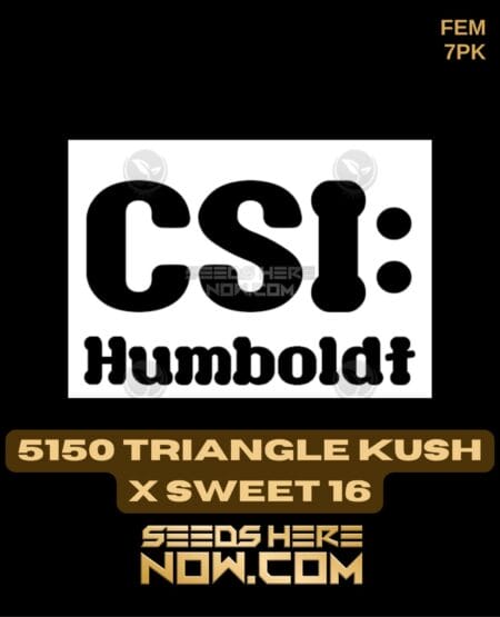 Csi Humboldt - 5150 Triangle Kush X Sweet 16 {fem} [7pk]