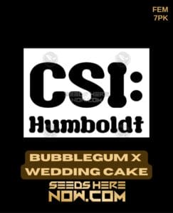 Bubblegum x Wedding Cake (Feminized) (space) CSI Humboldt