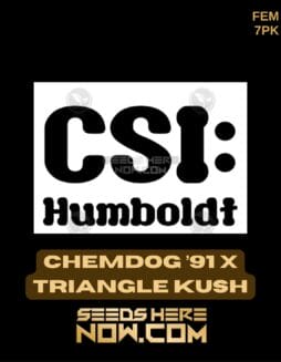 CSI Humboldt - Chemdog '91 x Triangle Kush {FEM} [7pk]Csi Humboldt - Chemdog '91 X Triangle Kush {fem} [7pk]