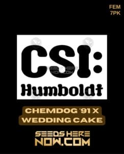 Chemdog '91 x Wedding Cake (Feminized) (space) CSI Humboldt