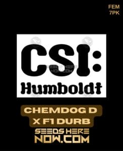 Chemdog D x F1 Durb (Feminized) (space) CSI Humboldt